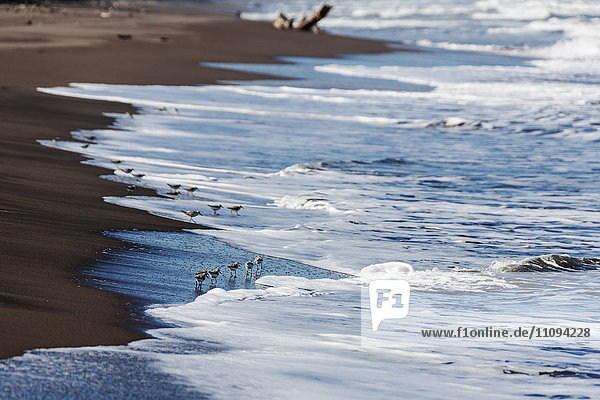 Sandpiper birds on the beach  Costa Rica