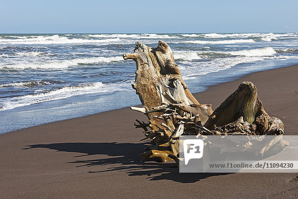 Driftwood on the beach  Samara  Costa Rica