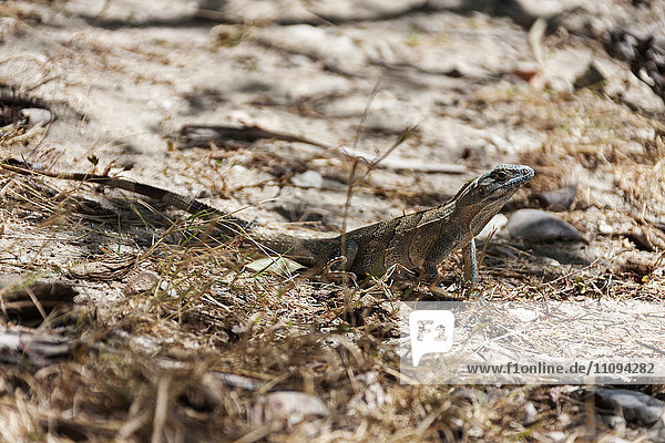 Big lizard in guanacaste area of Costa Rica  Costa Rica