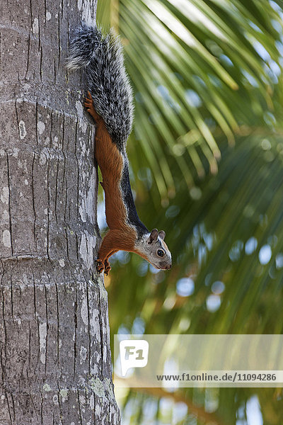 Squirrel on a tree trunk moving down  Samara  Costa Rica