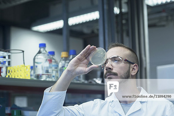 Young male scientist examining micro organisms in petri dish at a pharmacy laboratory