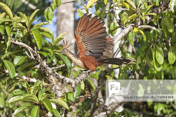 Hoatzin (Opisthocomus hoazin) perching on branch of tree  Orinoco Delta  Venezuela