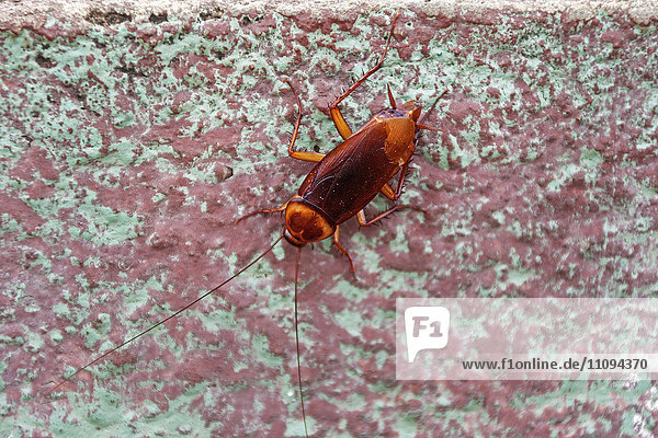 Close-up of a cockroach (Periplaneta Americana)  Canaima National Park  Venezuela