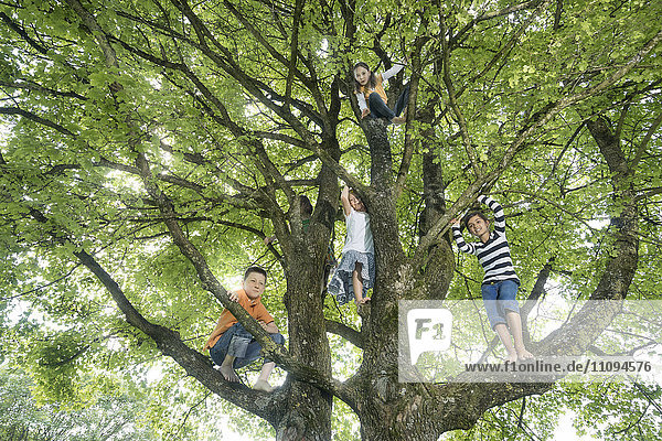 Kinder klettern auf Baum  München  Bayern  Deutschland