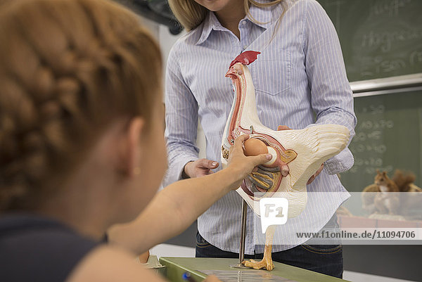 Eine Lehrerin erklärt einem Schüler im Biologieunterricht die Organe eines anatomischen Modells  Fürstenfeldbruck  Bayern  Deutschland