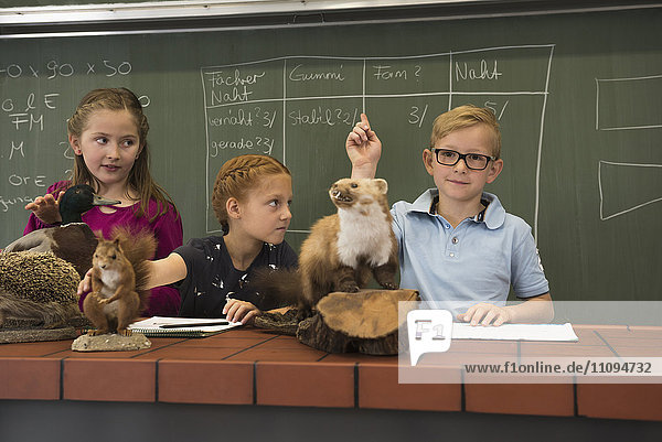 Schüler heben die Hände  während sie im Biologieunterricht ausgestopfte Tiere untersuchen  Fürstenfeldbruck  Bayern  Deutschland