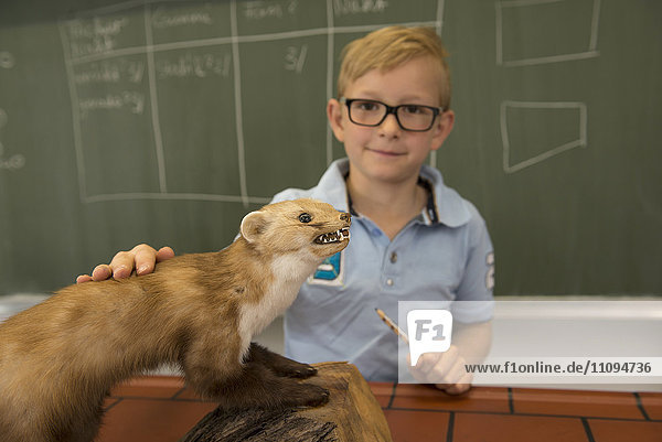 Schüler  der im Biologieunterricht ein ausgestopftes Mardermodell untersucht  Fürstenfeldbruck  Bayern  Deutschland