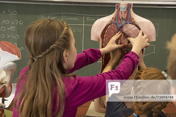 Schüler im Klassenzimmer bei der Untersuchung eines anatomischen Modells  Fürstenfeldbruck  Bayern  Deutschland