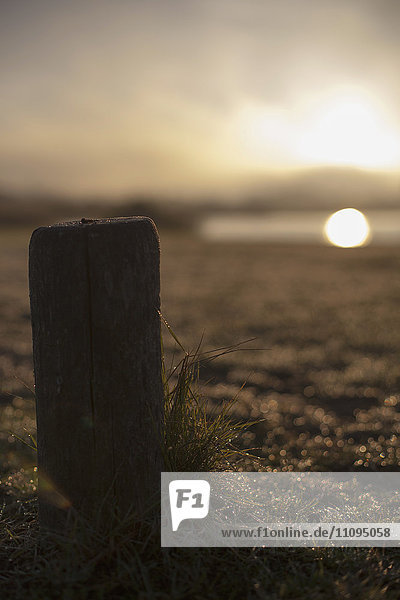 Tautropfen auf Gras und Holzpfosten bei Sonnenaufgang,  Renesse,  Schouwen-Duiveland,  Zeeland,  Niederlande