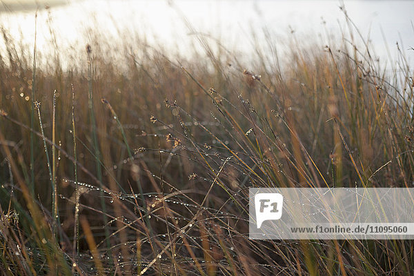 Tautropfen auf hohem Gras bei Sonnenaufgang  Renesse  Schouwen-Duiveland  Zeeland  Niederlande