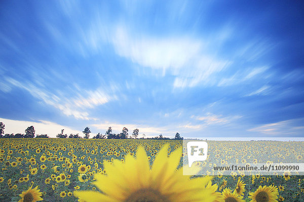 Sonnenblumenfeld  Präfektur Hokkaido  Japan