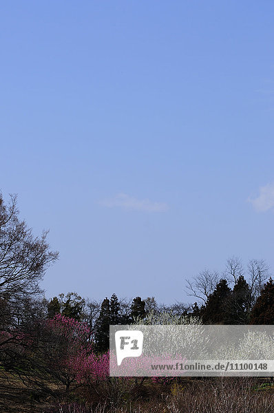 Pfirsichblüten und Himmel  Präfektur Chiba  Honshu  Japan