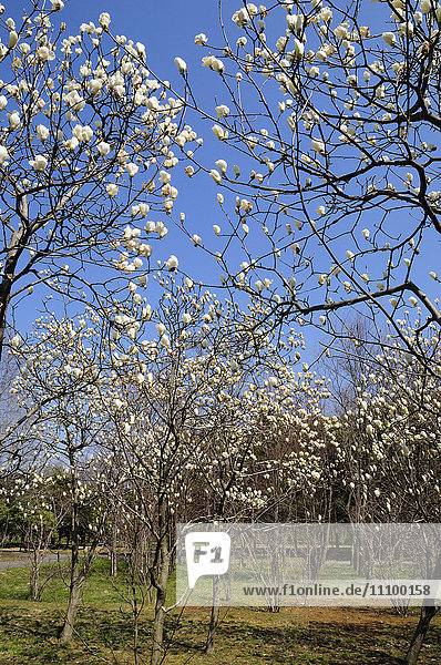 Magnolienbäume  Kastushika Ward  Präfektur Tokio  Honshu  Japan