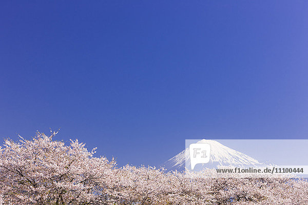 Mt Fuji and Blossoming Cherry Trees