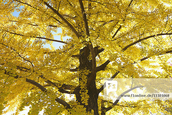 Gingko-Baum im Herbst  Präfektur Tokio  Honshu  Japan