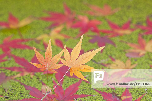 Blätter des japanischen Ahorns im Herbst