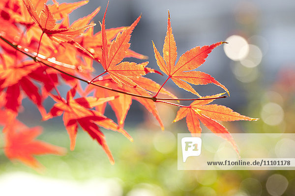 Japanischer Ahornbaum im Herbst
