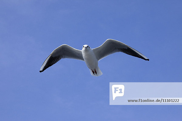 Möwe