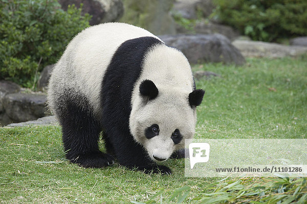 Giant panda  Wakayama Prefecture  Honshu  Japan