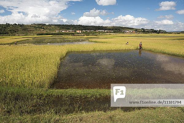 Reisfelder an der RN7 (Route Nationale 7) bei Ambatolampy im zentralen Hochland von Madagaskar  Afrika
