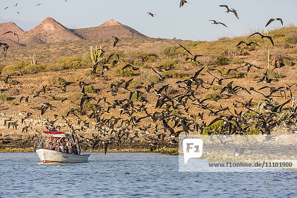 Prachtfregattvogel (Fregata magnificens)  San Gabriel Bay  Insel Espiritu Santo  Baja California Sur  Mexiko  Nordamerika
