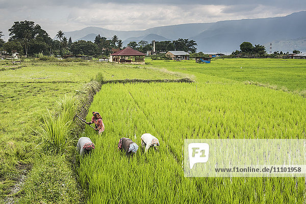 Frauen bei der Arbeit in Reisfeldern am Toba-See (Danau Toba)  Nordsumatra  Indonesien  Südostasien  Asien