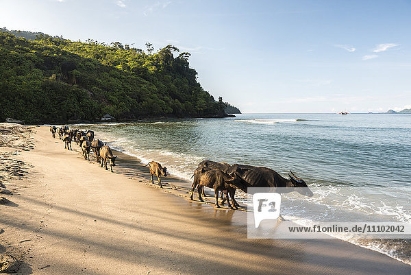 Wasserbüffel am Strand von Sungai Pinang  in der Nähe von Padang in West Sumatra  Indonesien  Südostasien  Asien
