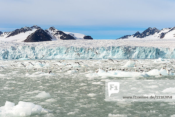 Dreizehenmöwe (Rissa tridactyla) auf Eisscholle  Lilliehook-Gletscher im Lilliehook-Fjord  einem Seitenarm des Kreuzfjords  Spitzbergen  Svalbard-Archipel  Arktis  Norwegen  Skandinavien  Europa