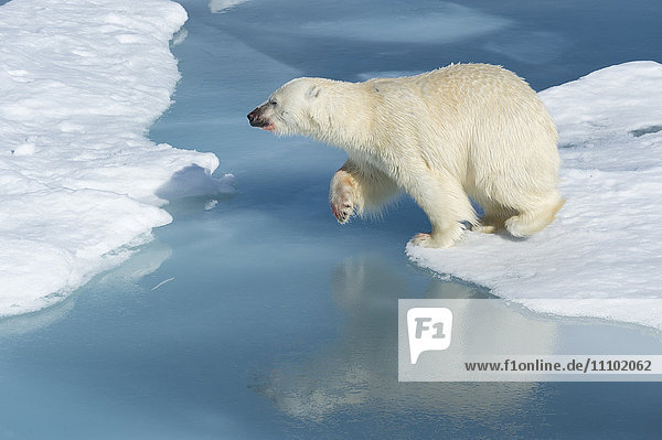 Male polar bear (Ursus maritimus) with blood on his nose and leg jumping over ice floes and blue water  Spitsbergen Island  Svalbard Archipelago  Arcitc  Norway  Scandinavia  Europe