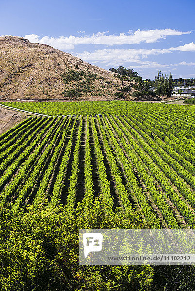 Vineyards at Mission Estate Winery Napier Hawkes Bay Region North Island New Zealand Pacific