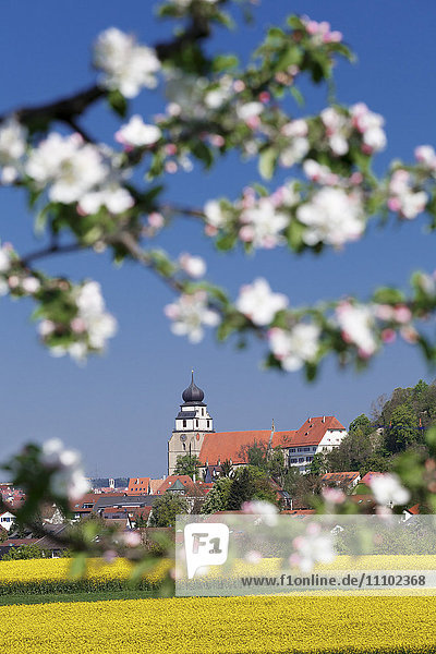 Baumblüte und Rapsfelder im Frühling  Stiftskirche  Herrenberg  Baden-Württemberg  Deutschland  Europa