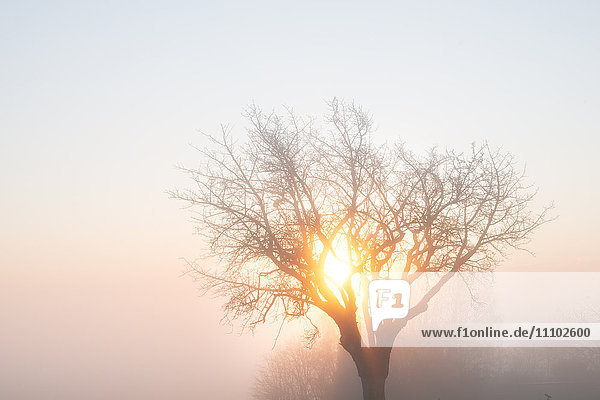 Baum  Nebel und Morgensonne im Winter  Baden-Württemberg  Deutschland  Europa