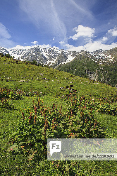 Grüne Wiesen und grasende Kühe an einem sonnigen Sommertag  Orobie Alpen  Arigna Tal  Sondrio  Valtellina  Lombardei  Italien  Europa
