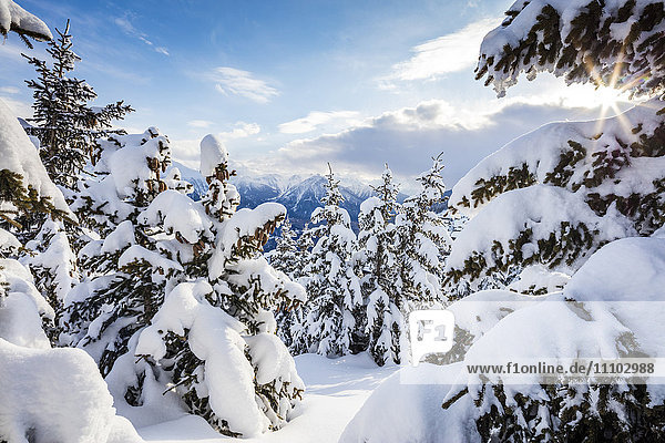 Sonnenstrahl im verschneiten Wald umrahmt vom winterlichen Sonnenuntergang  Bettmeralp  Gemeinde Raron  Kanton Wallis  Schweiz  Europa