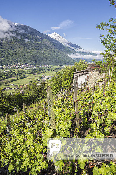 Vineyards in spring with the village of Traona in the background  Province of Sondrio  Lower Valtellina  Lombardy  Italy  Europe