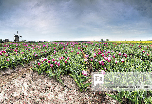 Panoramablick auf mehrfarbige Tulpenfelder und Windmühlen  Berkmeer  Koggenland  Nordholland  Niederlande  Europa