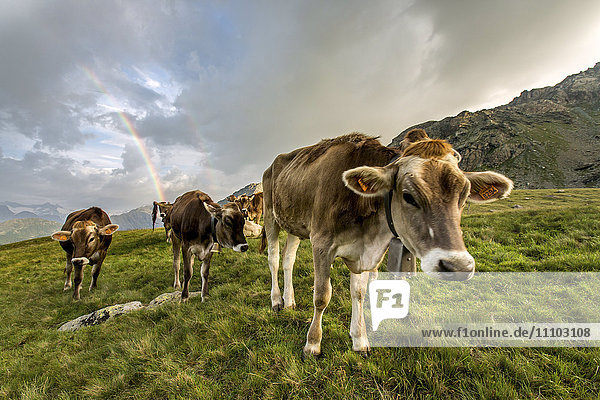 Rainbow frames a herd of cows grazing in the green pastures of Campagneda Alp  Valmalenco  Valtellina  Lombardy  Italy  Europe