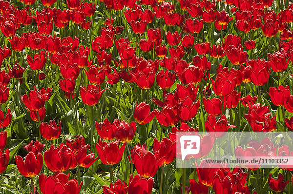 Feld mit holländischen Tulpen in der Nähe von Amsterdam  Die Niederlande  Europa