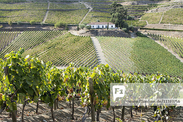 In der Sonne reifende Weinreben in einem Weinberg im Alto Douro  Portugal  Europa