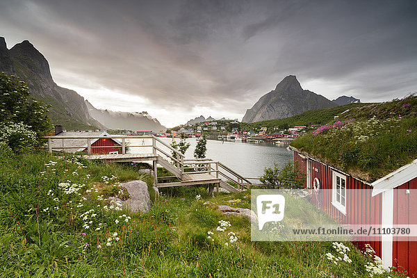 Grünes Gras und Blumen umrahmen das typische Rorbu  umgeben von Meer  Reine  Landkreis Nordland  Lofoten  Arktis  Nordnorwegen  Skandinavien  Europa