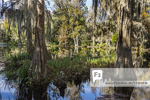 Sumpfige Gebiete in der Magnolia Plantation außerhalb von Charleston  South Carolina  Vereinigte Staaten von Amerika  Nordamerika