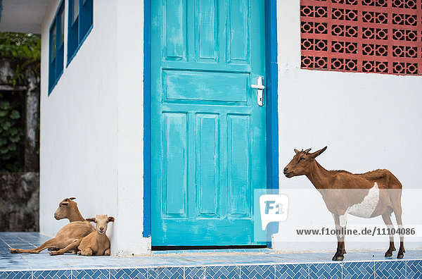 Goats  Indonesia  Southeast Asia