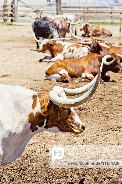 Rinder in Fort Worth Stockyards  Texas  Vereinigte Staaten von Amerika  Nordamerika