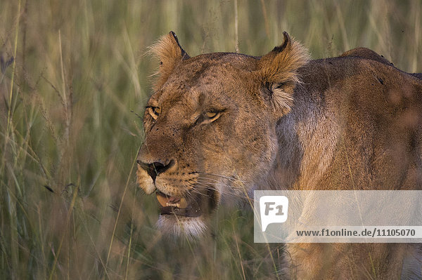 Lion (Panthera leo)  Masai Mara  Kenya  East Africa  Africa