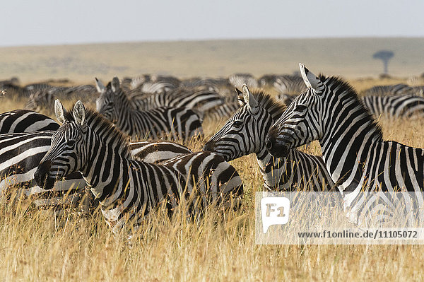 Plains zebras (Equus quagga)  Masai Mara  Kenya  East Africa  Africa