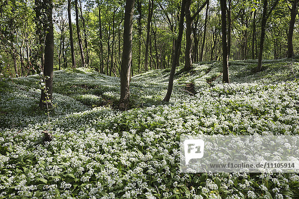 Wild garlic in deciduous woodland  near Chipping Campden  Cotswolds  Gloucestershire  England  United Kingdom  Europe