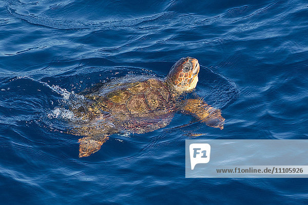 Juvenile Unechte Karettschildkröte (Caretta caretta) schwimmt mit erhobenem Kopf über der Meeresoberfläche  Senegal  Westafrika  Afrika