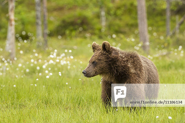 Brown bear (Ursus arctos)  Finland  Scandinavia  Europe