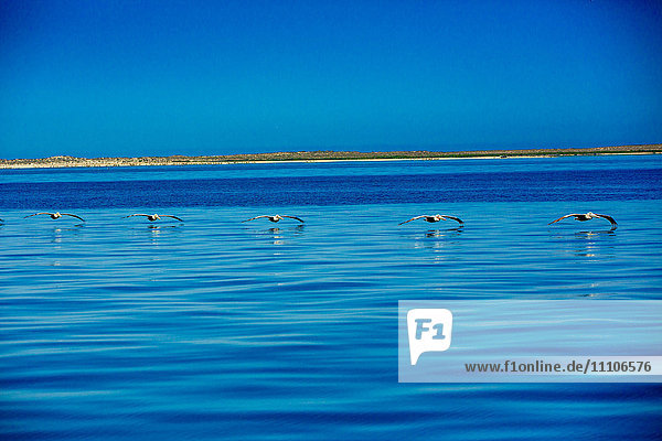Pelikane  Walbeobachtung  Magdalena-Bucht  Mexiko  Nordamerika