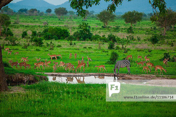 Zebra and wildlife at the watering hole  Mizumi Safari Park  Tanzania  East Africa  Africa